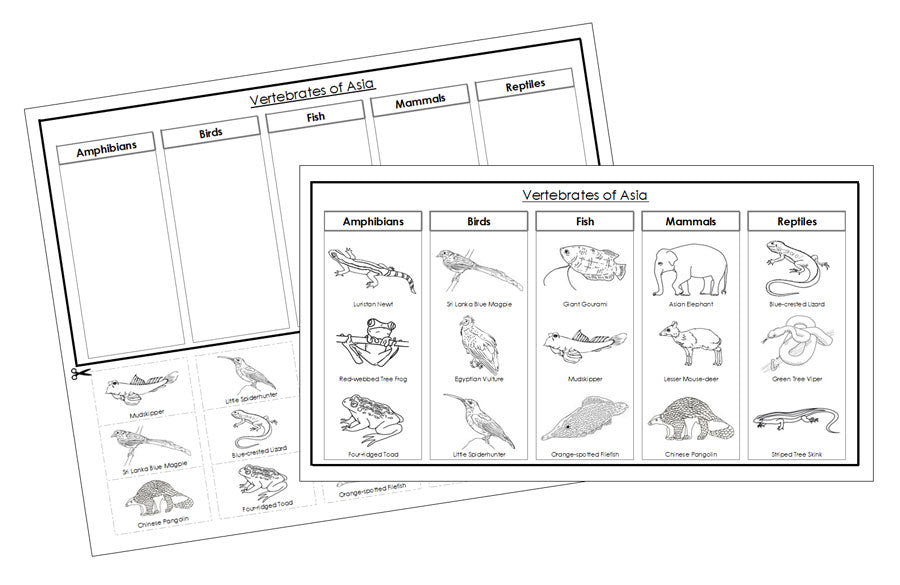 Asia Vertebrate Sorting Blackline Masters - Montessori Print Shop Digital Download animal activity