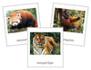 Asian Animals - Continent Cards - Montessori Print Shop