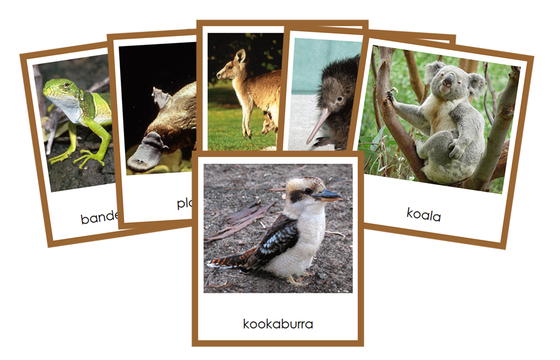 Animals of Australia/Oceania 3-Part Cards - Montessori Print Shop Digital Download