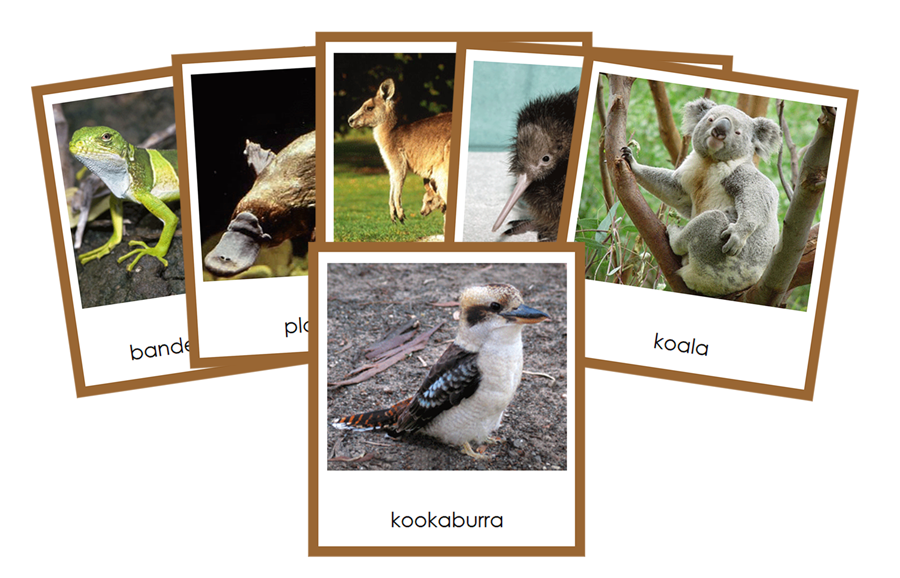Animals of Australia/Oceania 3-Part Continent Cards - Montessori Print Shop Digital Download