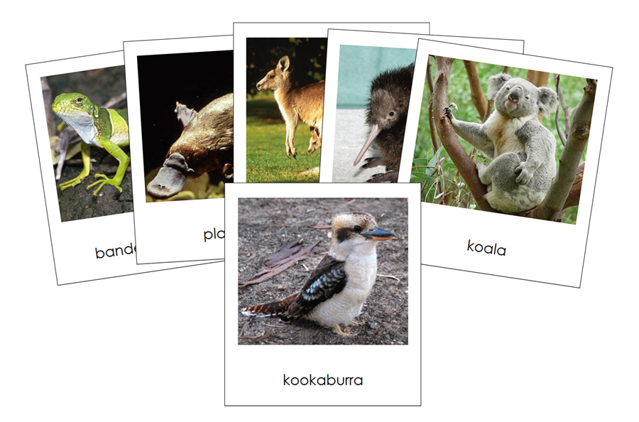 Animals of Australia/Oceania 3-Part Continent Cards - Montessori Print Shop Digital Download