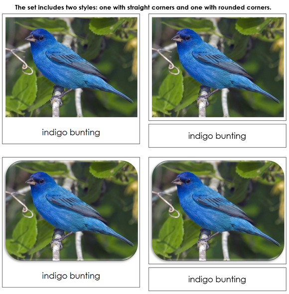 Backyard Birds Safari TOOB Cards - Montessori Print Shop Digital Download