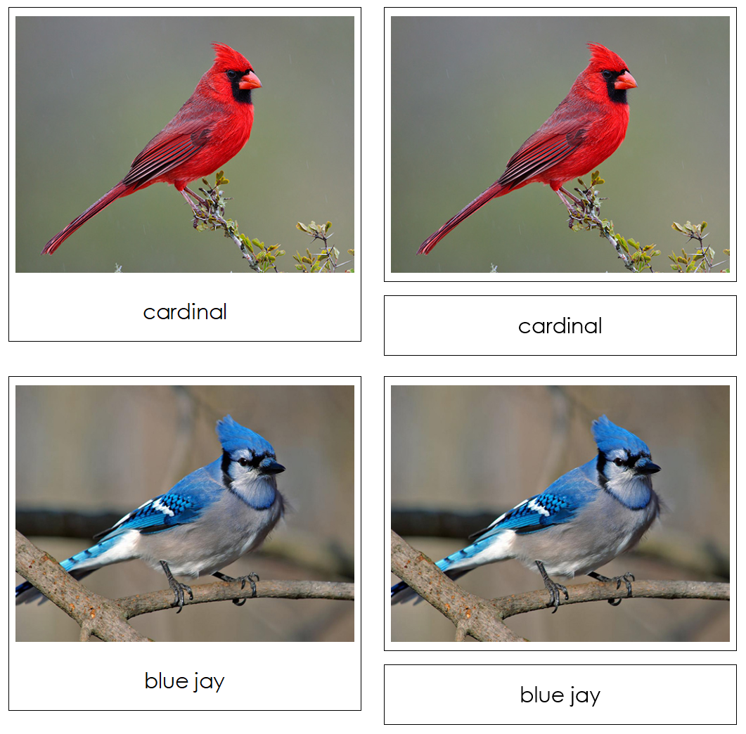 Backyard Birds Safari TOOB Cards - Montessori Print Shop Digital Download