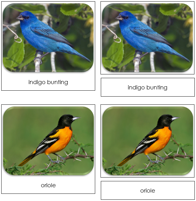 Backyard Birds Safari Toob Cards - Montessori Print Shop
