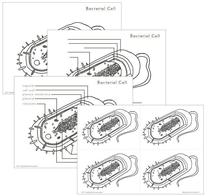 Elementary Bacterial Cell Nomenclature - Montessori Print Shop Digital Download