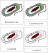 Bacterial Cell Nomenclature 3-Part Cards - Montessori Print Shop