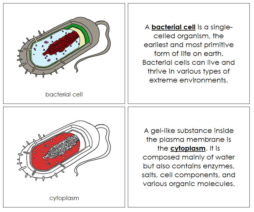 Bacterial Cell Nomenclature Book (red) - Montessori Print Shop Digital Download