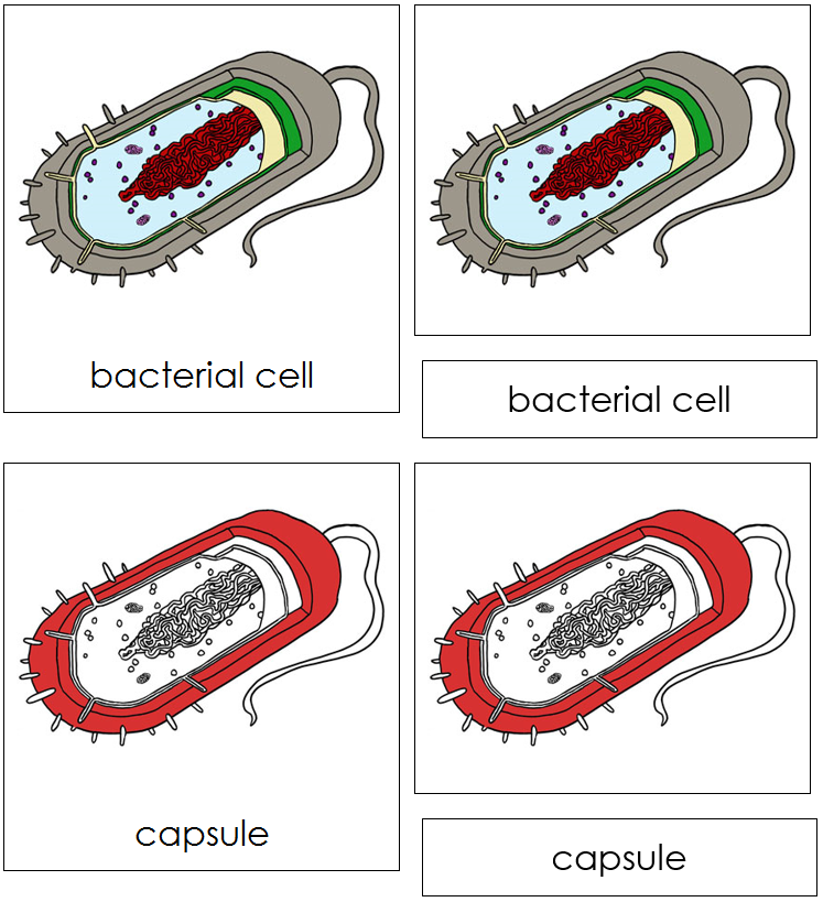 Bacterial Cell Nomenclature 3-Part Cards (red) - Montessori Print Shop