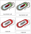 Bacterial Cell Nomenclature 3-Part Cards (red) - Montessori Print Shop
