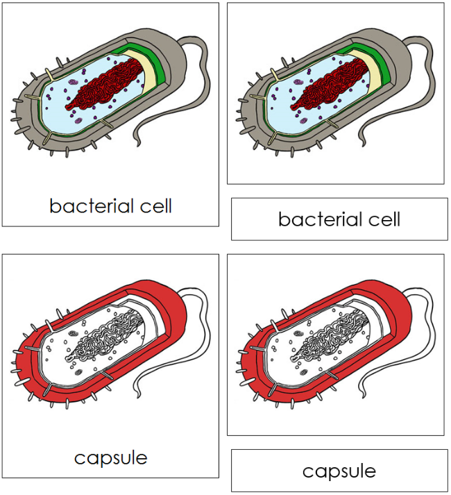 Bacterial Cell Nomenclature 3-Part Cards (red) - Montessori Print Shop Digital Download
