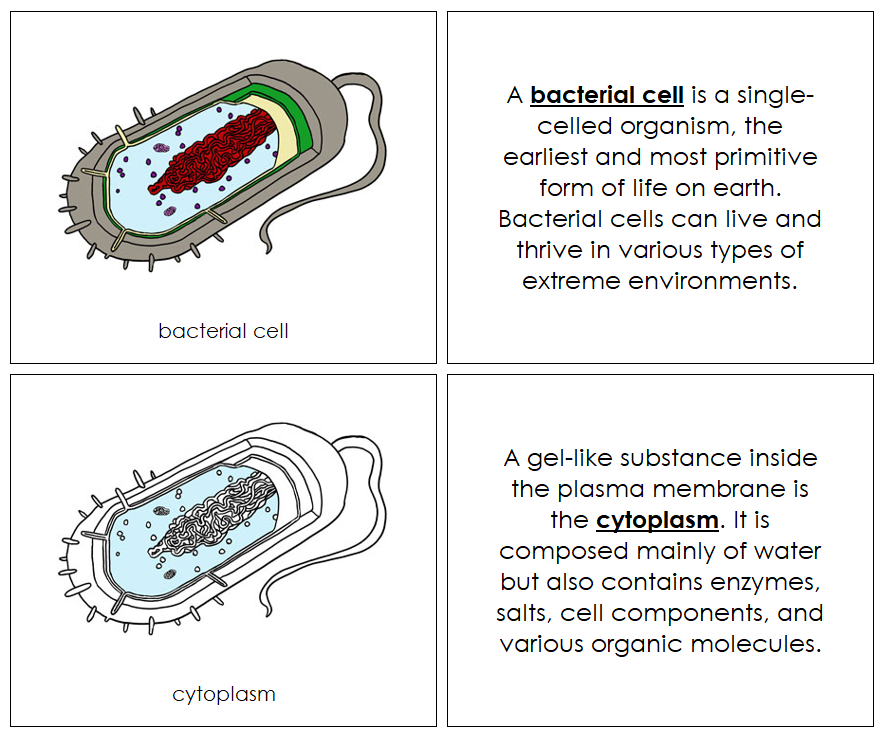 Parts of a Bacterial Cell Nomenclature Book - Montessori Print Shop Digital Download