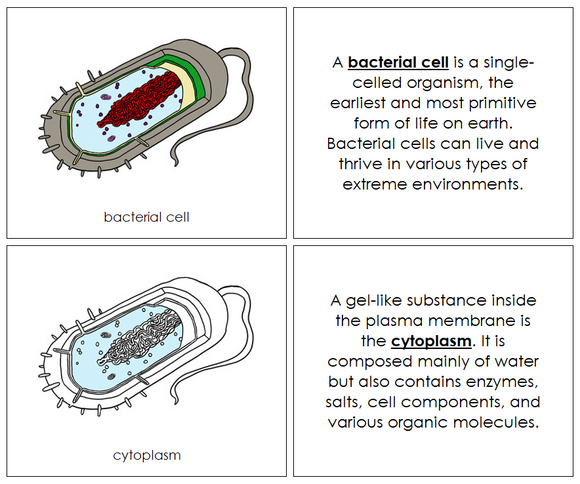 Parts of a Bacterial Cell Nomenclature Book - Montessori Print Shop