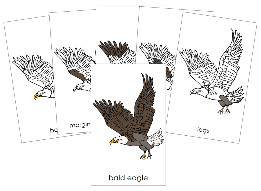 Parts of a Bald Eagle Nomenclature 3-Part Cards and Blackline Master - Montessori Print Shop Digital Download