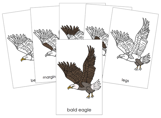 Parts of a Bald Eagle Nomenclature 3-Part Cards and Blackline Master - Montessori Print Shop Digital Download
