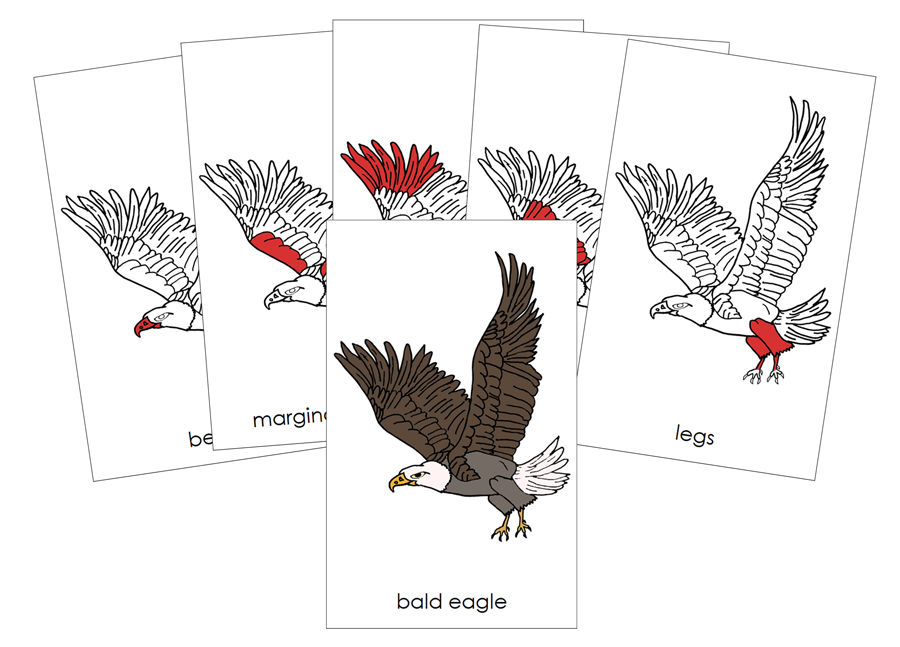 The Parts of an Eagle Nomenclature Cards - Montessori Print Shop Digital Download