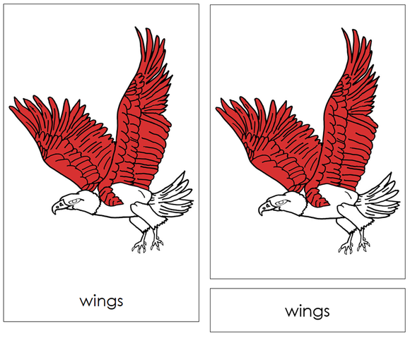 The Parts of an Eagle Nomenclature Cards - Montessori Print Shop Digital Download