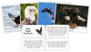 Bald Eagle Fast Facts & Pictures - Montessori Print Shop