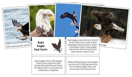 Bald Eagle Fast Facts & Pictures - Montessori Print Shop