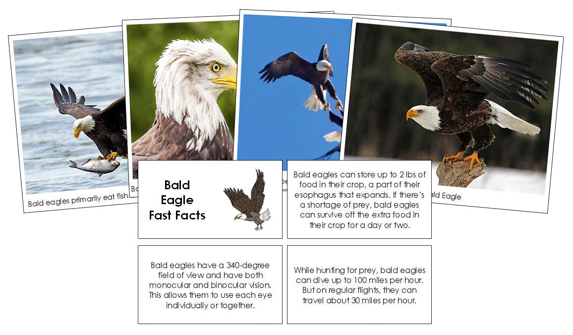 Bald Eagle Fast Facts & Pictures - Montessori Print Shop Digital Download
