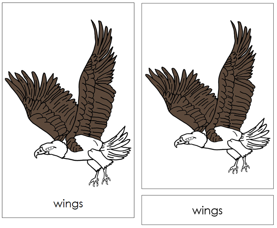 Parts of a Bald Eagle Nomenclature 3-Part Cards and Blackline Master - Montessori Print Shop Digital Download
