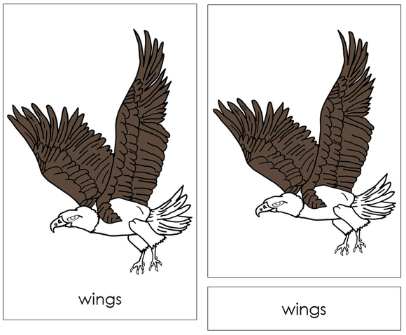 Parts of a Bald Eagle Nomenclature 3-Part Cards and Blackline Master - Montessori Print Shop Digital Download