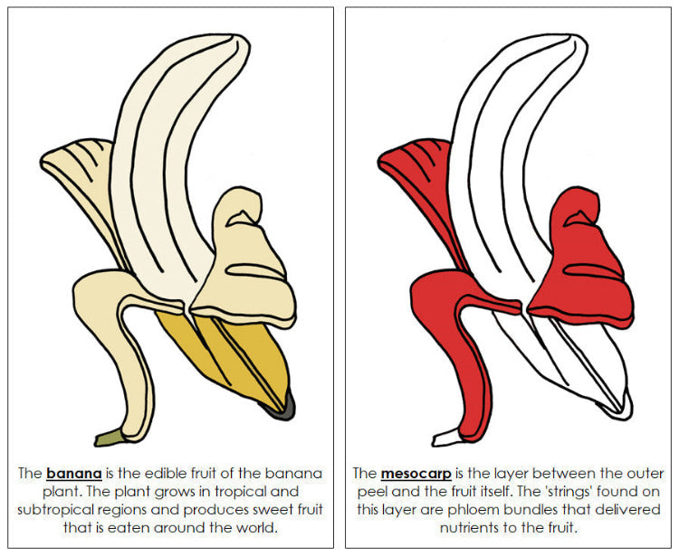 Parts of a Banana Nomenclature Book (red) - Montessori Print Shop Digital Download