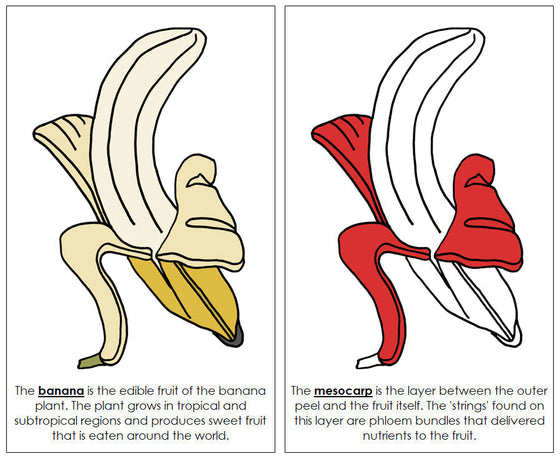 Banana Nomenclature Book (red) - Montessori Print Shop