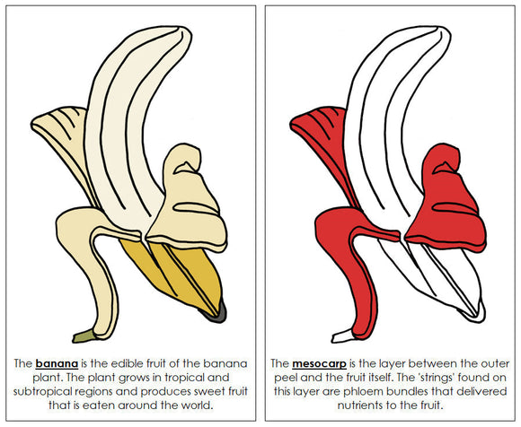 Banana Nomenclature Book (red) - Montessori Print Shop