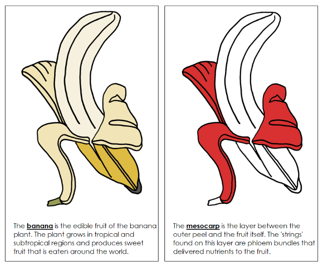Parts of a Banana Nomenclature Book (red) - Montessori Print Shop Digital Download