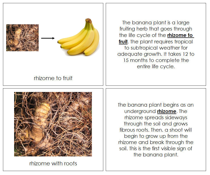 Banana Life Cycle Nomenclature Book - Montessori Print Shop Digital Download