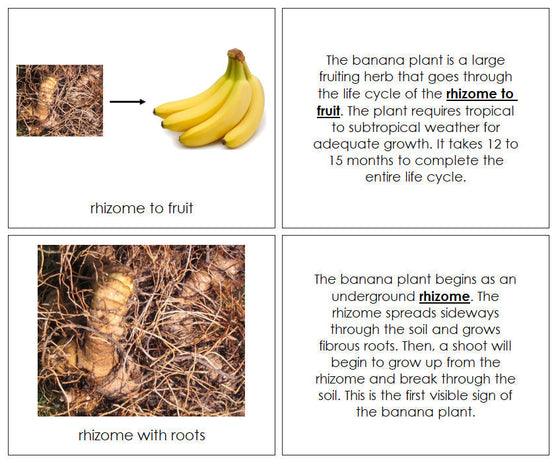 Banana Life Cycle Nomenclature Book - Montessori Print Shop