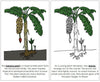 Parts of a Banana Plant Nomenclature Book - Montessori Print Shop