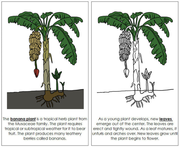 Parts of a Banana Plant Nomenclature Book - Montessori Print Shop