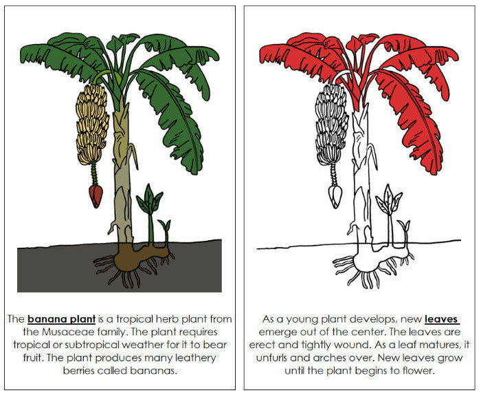 Parts of a Banana Plant Nomenclature Book (Red) - Montessori Print Shop Digital Download