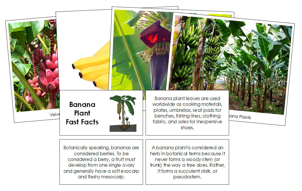 Banana Plant Fast Facts & Pictures - Montessori Print Shop Digital Download