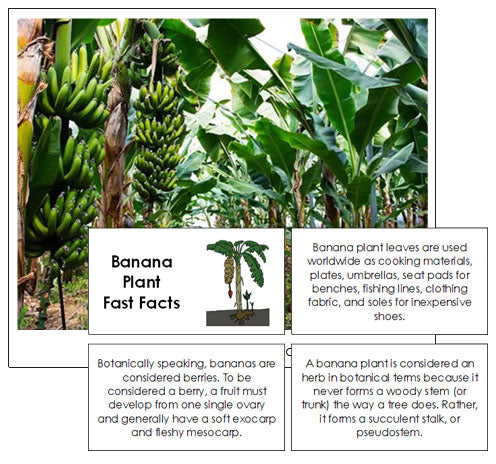 Banana Plant Fast Facts & Pictures - Montessori Print Shop