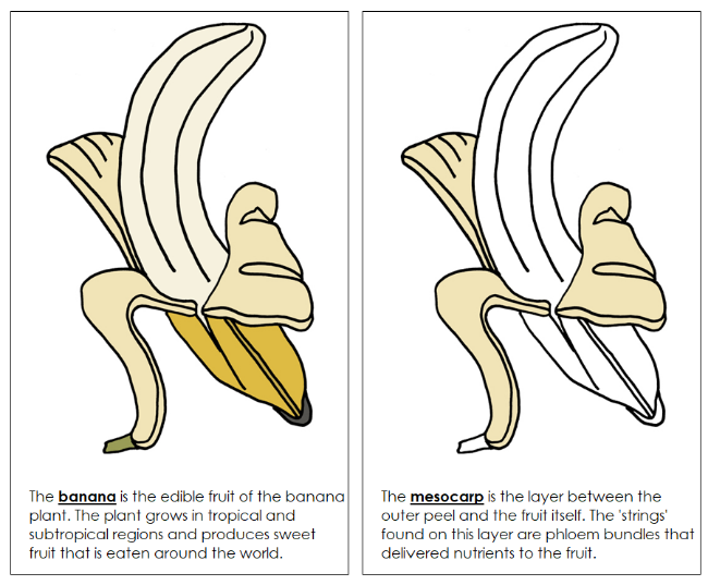 Parts of a Banana Nomenclature Book - Montessori Print Shop Digital Download