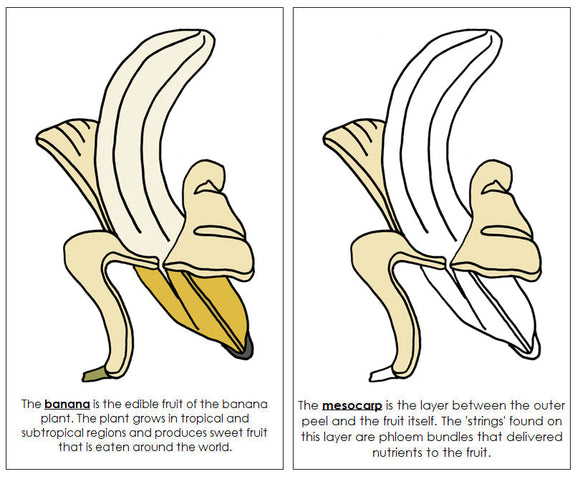 Parts of a Banana Nomenclature Book - Montessori Print Shop