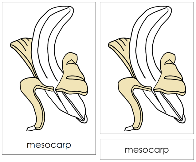 Banana Nomenclature Cards and Blackline Master - Montessori Print Shop Digital Download