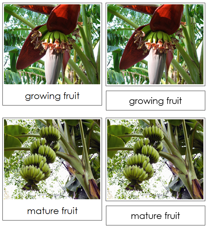 Banana Life Cycle Nomenclature 3-Part Cards & Charts - Montessori Print Shop