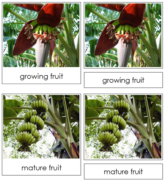 Banana Life Cycle Nomenclature Cards & Charts - Montessori