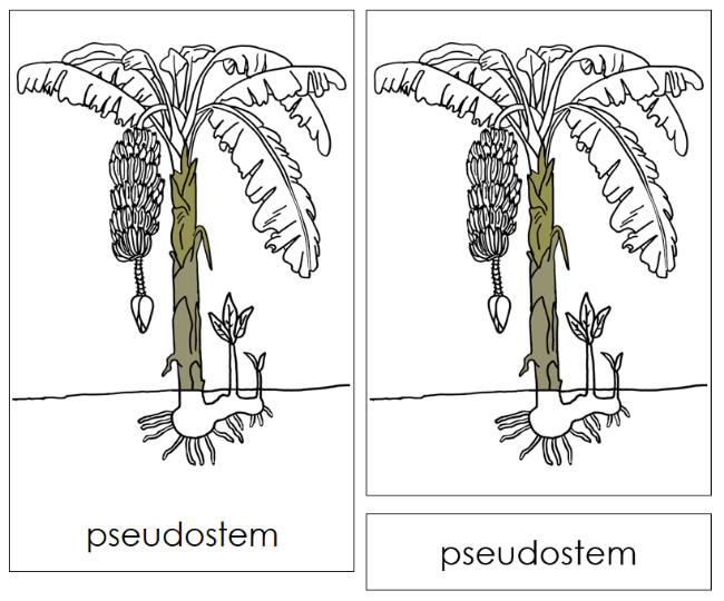 Banana Plant Nomenclature 3-Part Cards and Blackline Master - Montessori Print Shop Digital Download