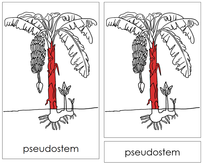 Banana Plant Nomenclature 3-Part Cards (red) and Blackline Master - Montessori Print Shop Digital Download