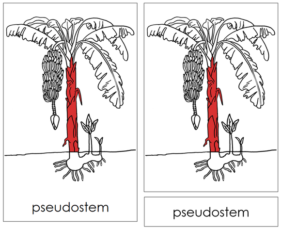 Banana Plant Nomenclature Cards (red) and Blackline Master - Montessori Print Shop Digital Download