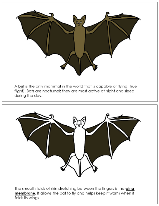 Parts of a Bat Nomenclature Book - Montessori Print Shop Digital Download