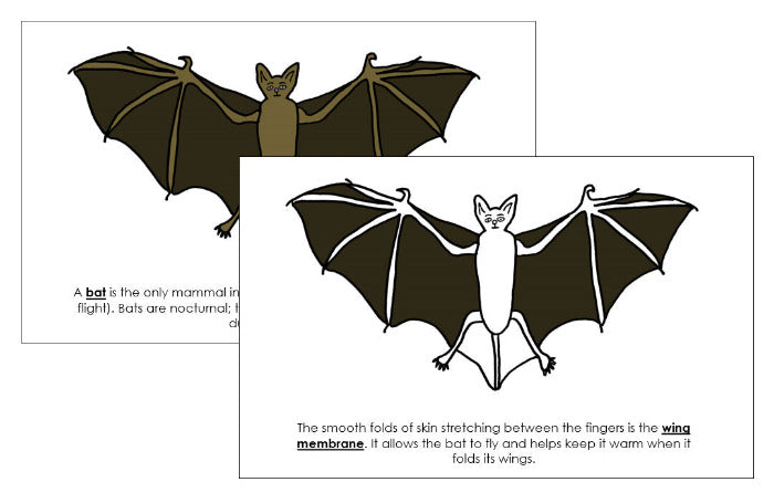 Parts of a Bat Nomenclature Book - Montessori Print Shop Digital Download