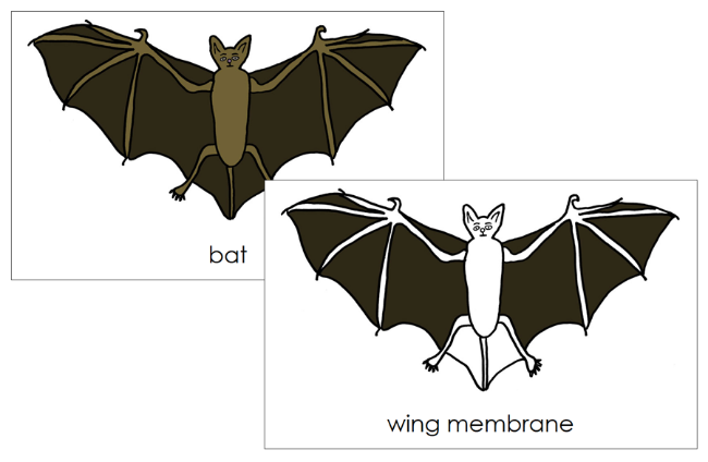Parts of a Bat 3-Part Nomenclature Cards and Blackline Master - Montessori Print Shop Digital Download