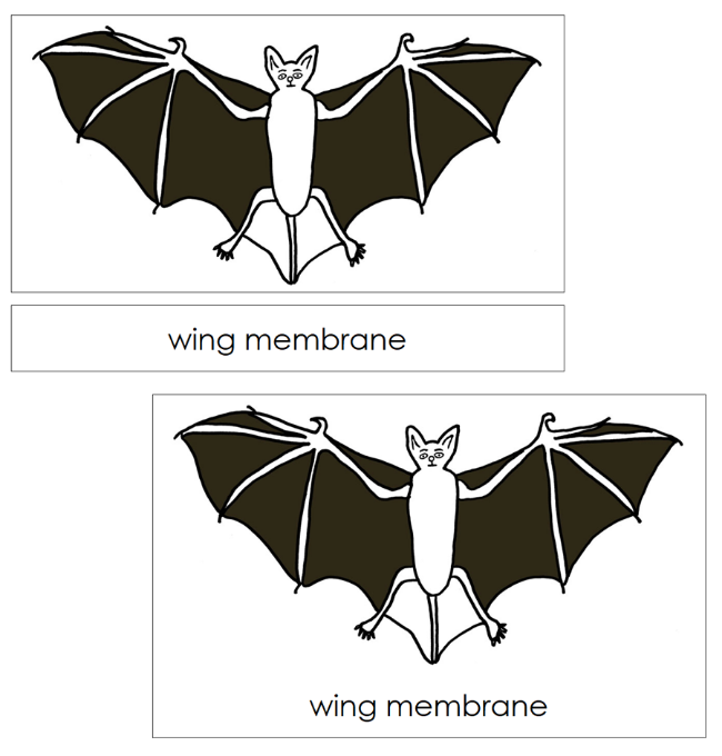 Parts of a Bat 3-Part Nomenclature Cards and Blackline Master - Montessori Print Shop Digital Download