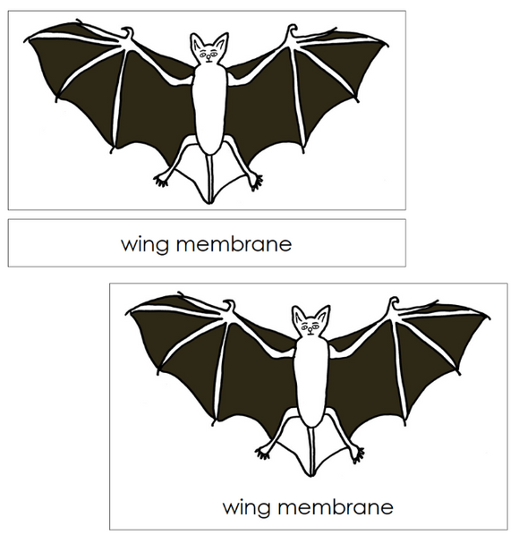 Parts of a Bat 3-Part Nomenclature Cards and Blackline Master - Montessori Print Shop Digital Download
