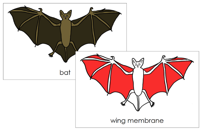 Parts of a Bat 3-Part Nomenclature Cards (red) and Blackline Master - Montessori Print Shop Digital Download